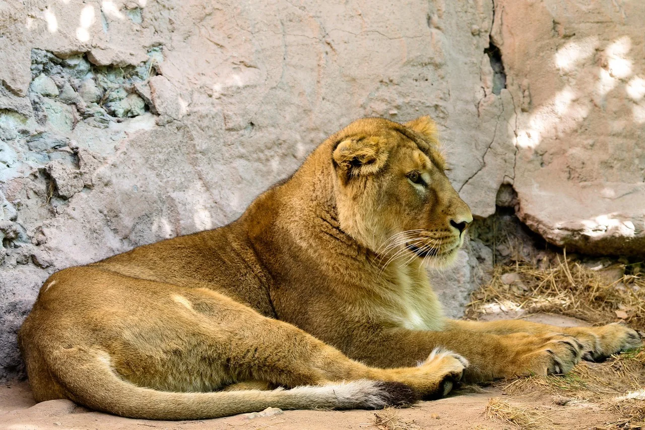 K046-02__opole_zoo-i-miasto_01