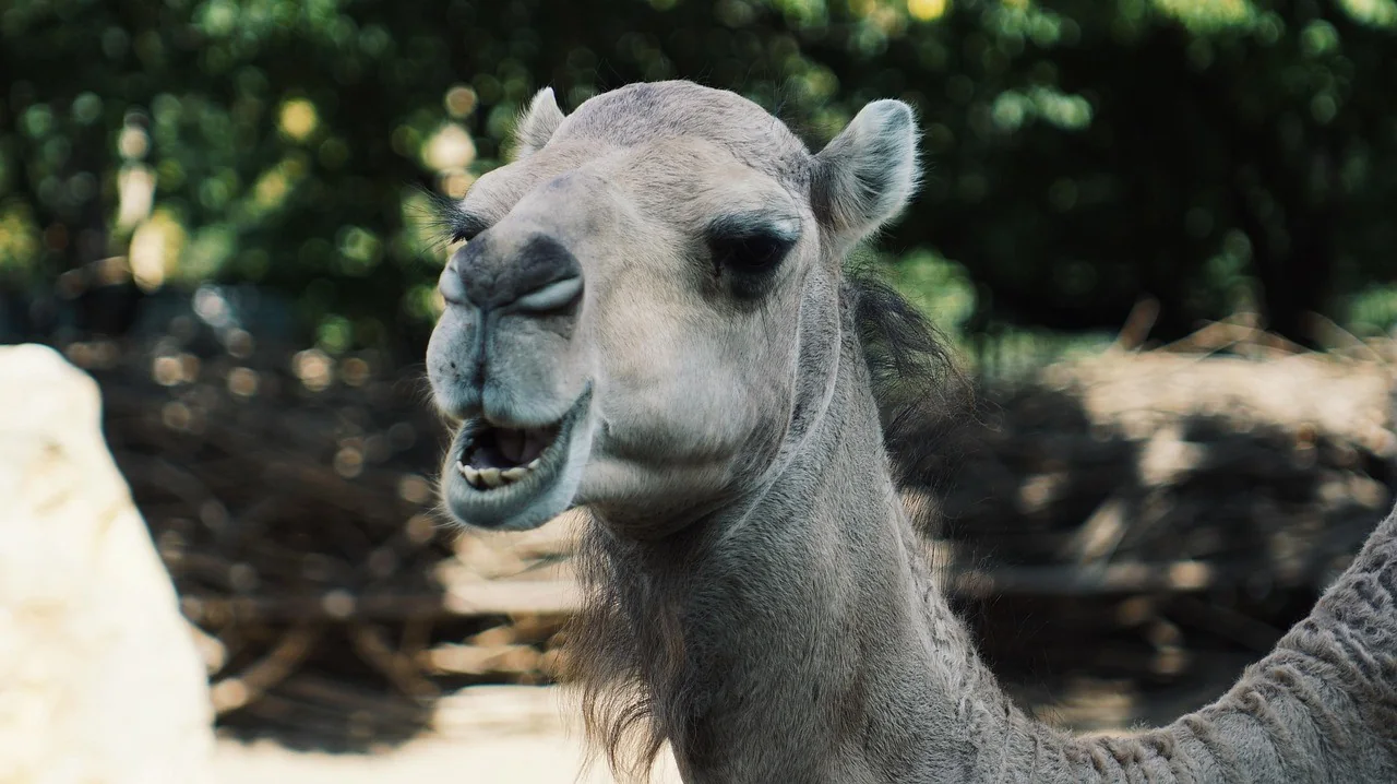 K046-02__opole_zoo_03