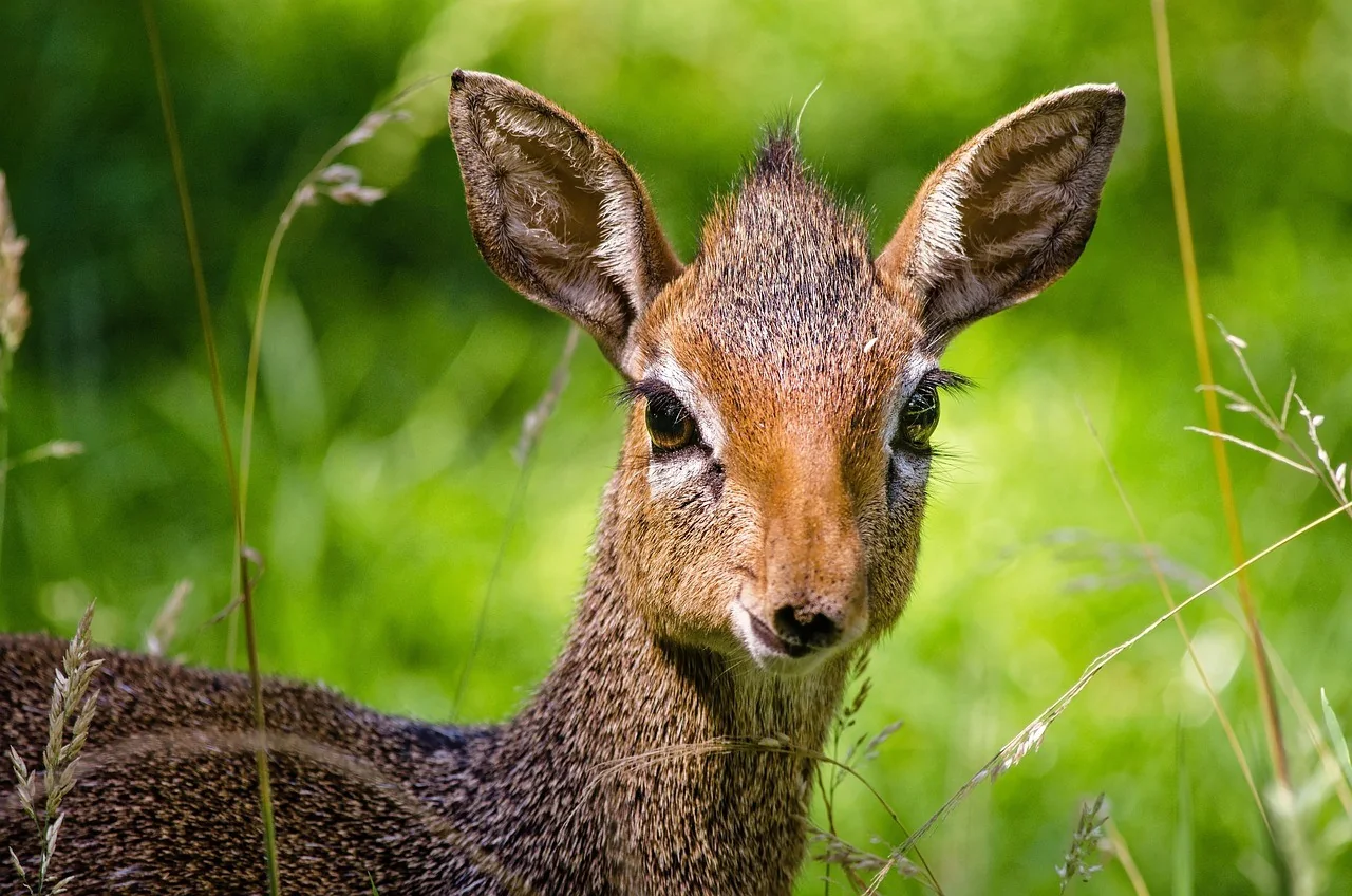 K046-04__opole_zoo-i-miasto_02