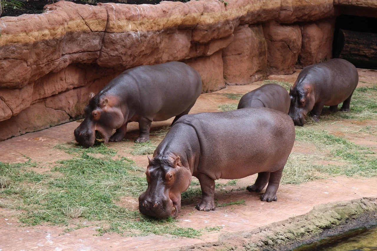K071-04__wroclaw_zoo-i-afrykarium_02