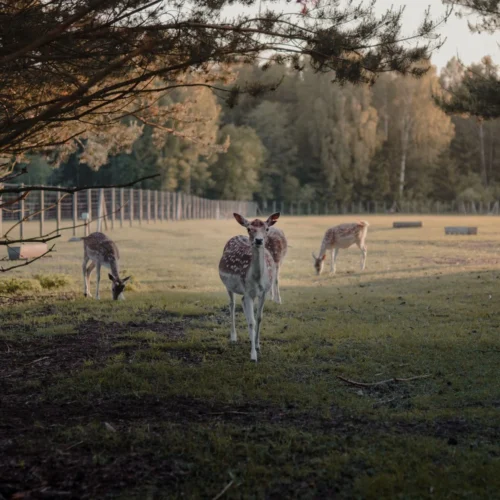 Leśne spotkania – zwierzęta na wyciągnięcie ręki
