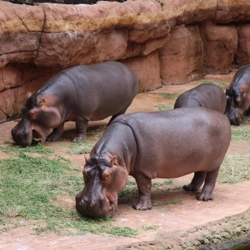Wrocławskie safari – ZOO i Afrykarium w jeden dzień